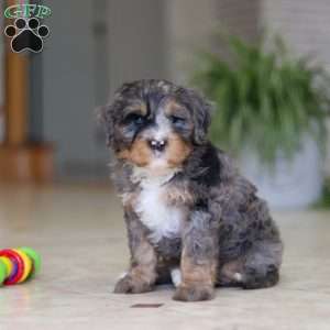 Trump, Mini Bernedoodle Puppy